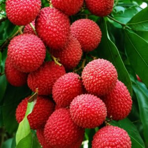 Muzaffarpur Shahi Litchi Fruit Plant | Healthy Live Sweet Litchi Tree | Shahi Lychee Plant for Home Garden