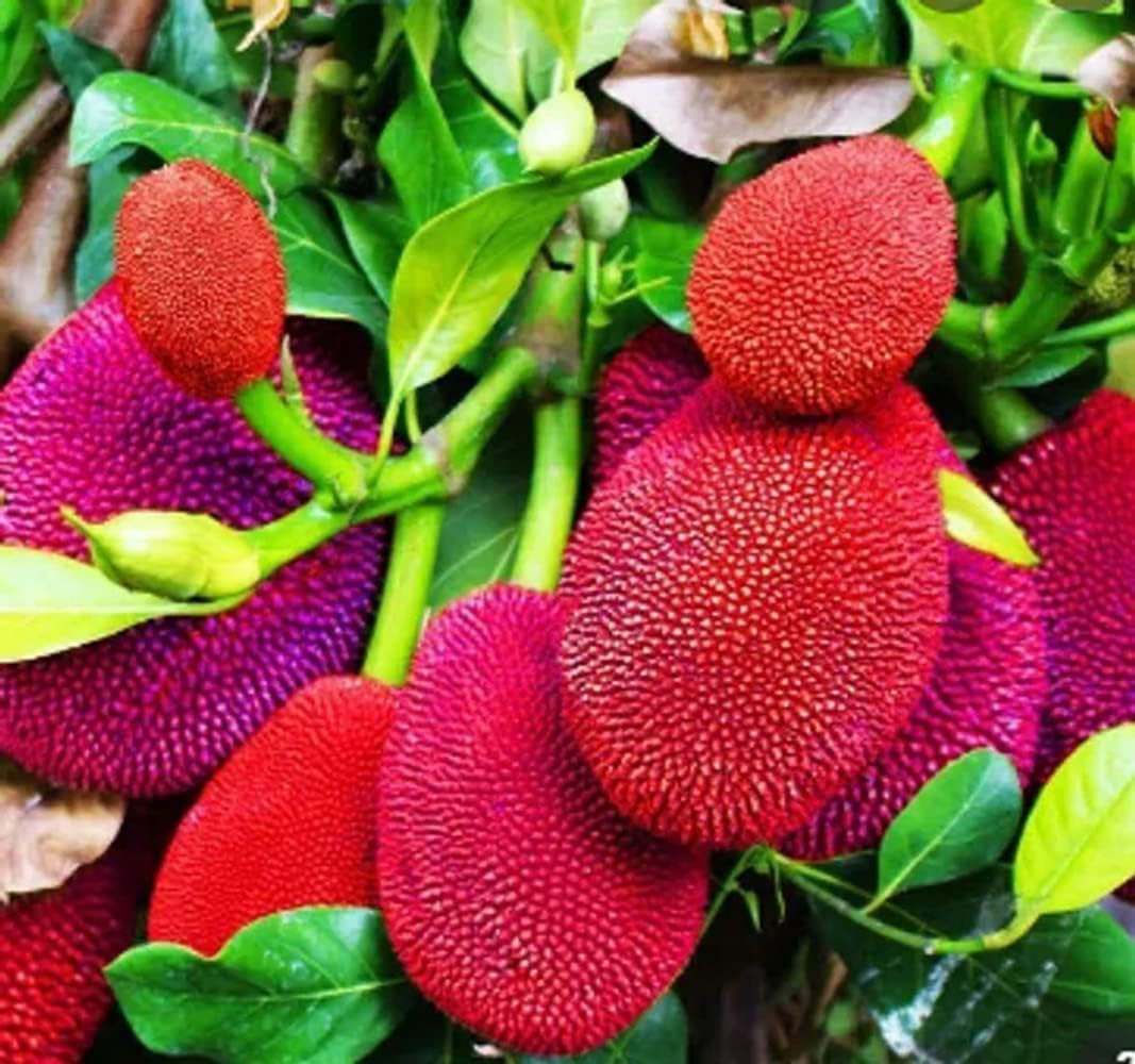 All Time Red Jackfruit Grafted Live Plant | Hybrid Red Jackfruit Tree | Artocarpus heterophyllus Premium Fruit Plant for Home Garden - Image 2