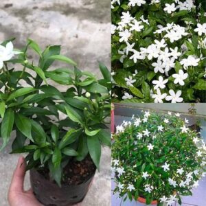 Mini Tagar Chandni Plant – Crepe Jasmine Shrub | White Flowering Live Plant