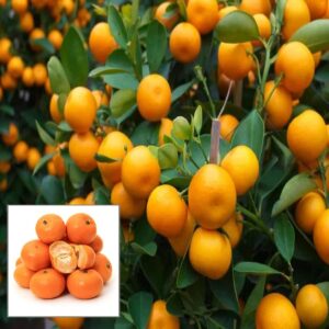 China Orange Santra Grafted Fruit Plant | Sweet Mandarin Orange Live Grafted Plant for Home Garden
