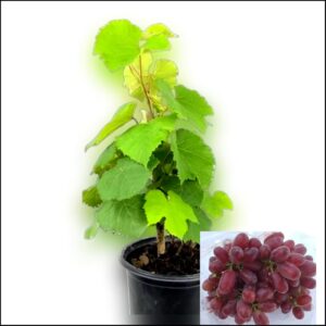 Red Flame Seedless Grapes Hybrid Plant | Vitis vinifera Premium Grafted Live Grape Vine for Home Garden