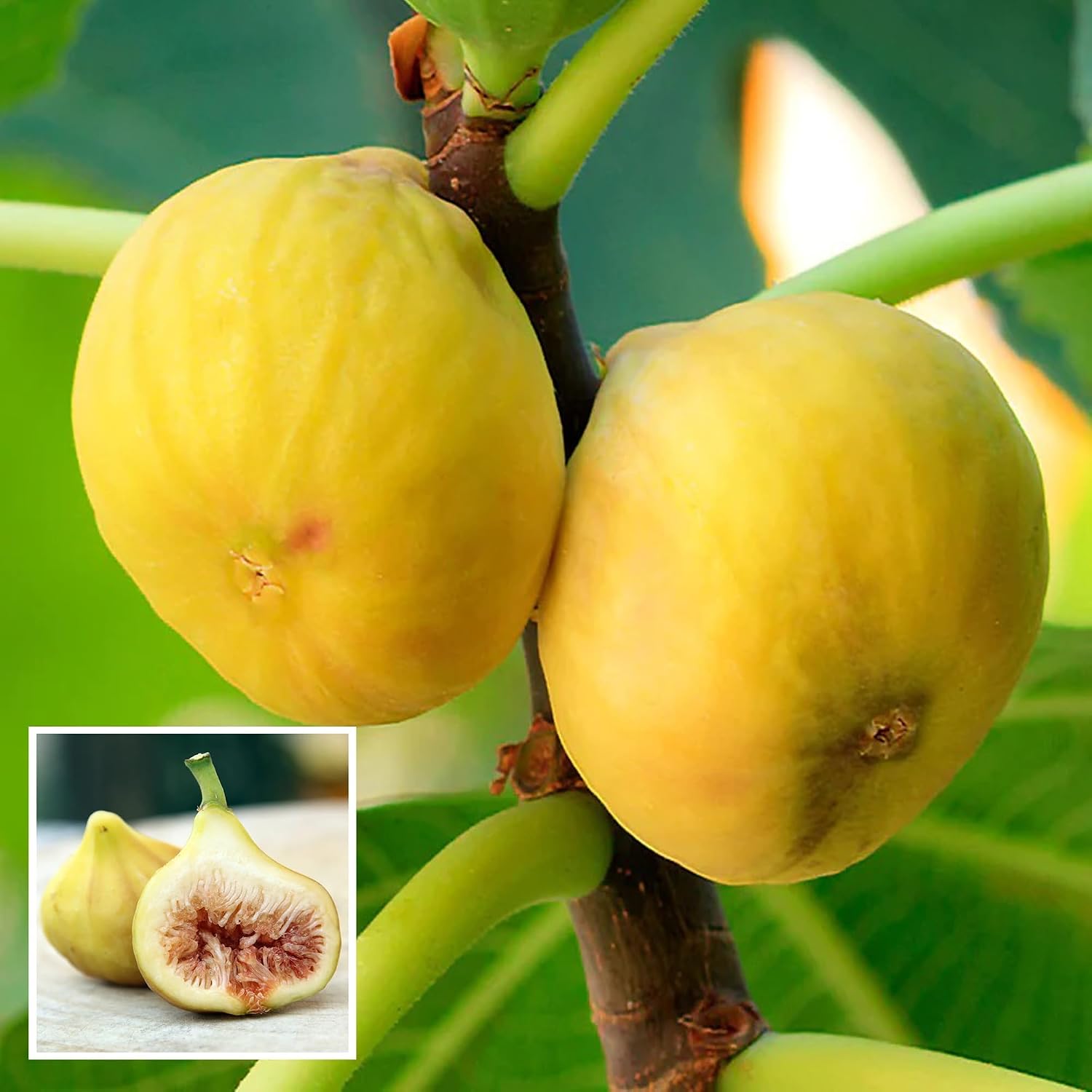 Yellow Fig (Anjeer) Grafted Fruit Plant | Ficus carica Premium Live Sweet Fig Tree for Home Garden - Image 2
