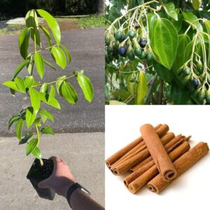Dalchini (Cinnamon) Plant | Cinnamomum verum Live Spice Plant for Home Garden & Kitchen Garden