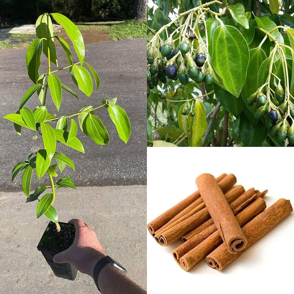 Dalchini (Cinnamon) Plant | Cinnamomum verum Live Spice Plant for Home Garden & Kitchen Garden