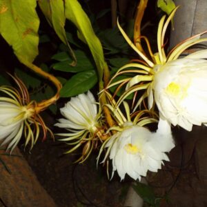 White Brahma Kamal plant (Saussurea obvallata) for home garden