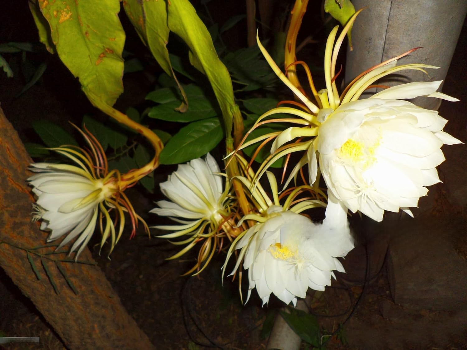 White Brahma Kamal plant (Saussurea obvallata) for home garden