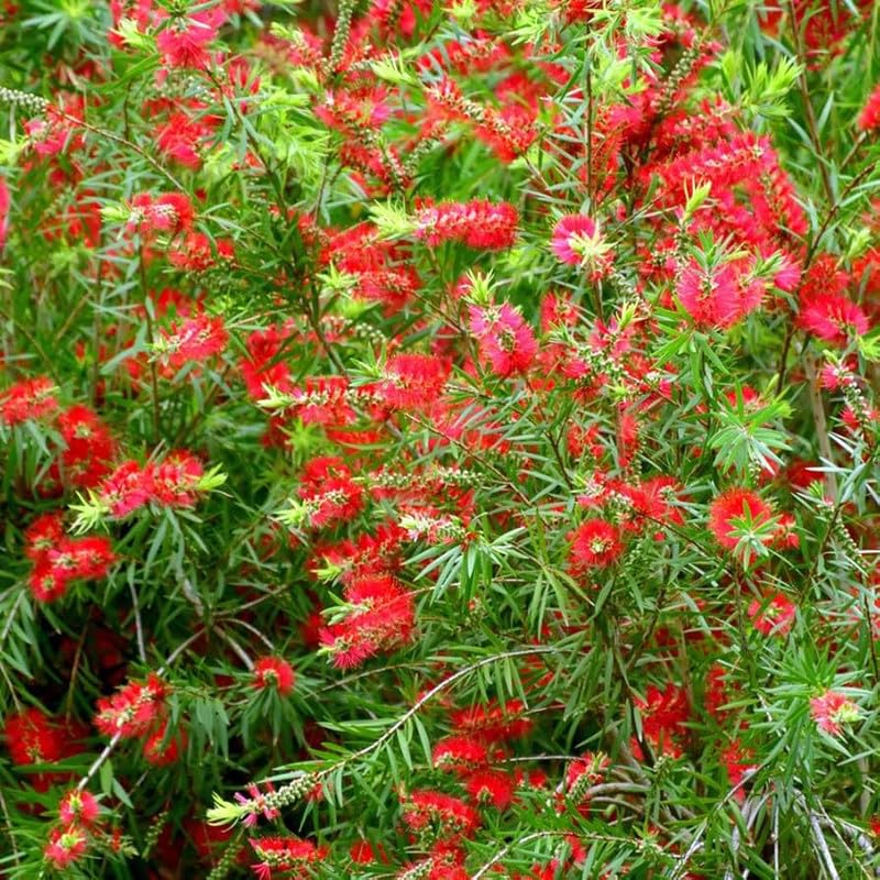 Bottle Brush Flower Plant | Callistemon citrinus (Crimson Bottlebrush) Live Flowering Plant for Home Garden