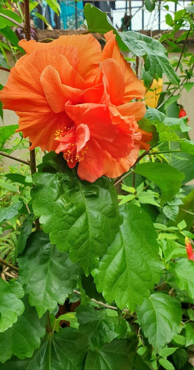 Orange Double Flowering Jhumka Live Plant – For Home Garden - Image 2
