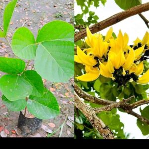 Rare Yellow Palash Flower Tree (Grafted) | Butea monosperma Yellow Flower Variety | Live Outdoor Plant for Home Garden