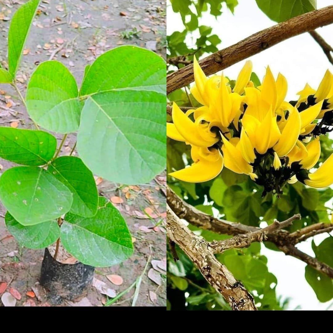 Rare Yellow Palash Flower Tree (Grafted) | Butea monosperma Yellow Flower Variety | Live Outdoor Plant for Home Garden