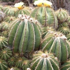 Round Cactus Plant Live in Pot | Echinocactus grusonii Golden Barrel Succulent for Indoor & Outdoor Home Garden