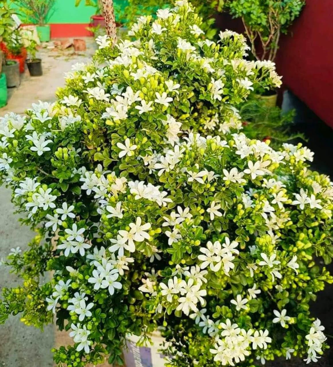 Hybrid Kamini Flower Plant | Murraya paniculata Live Fragrant Flowering Plant for Home Garden - Image 5