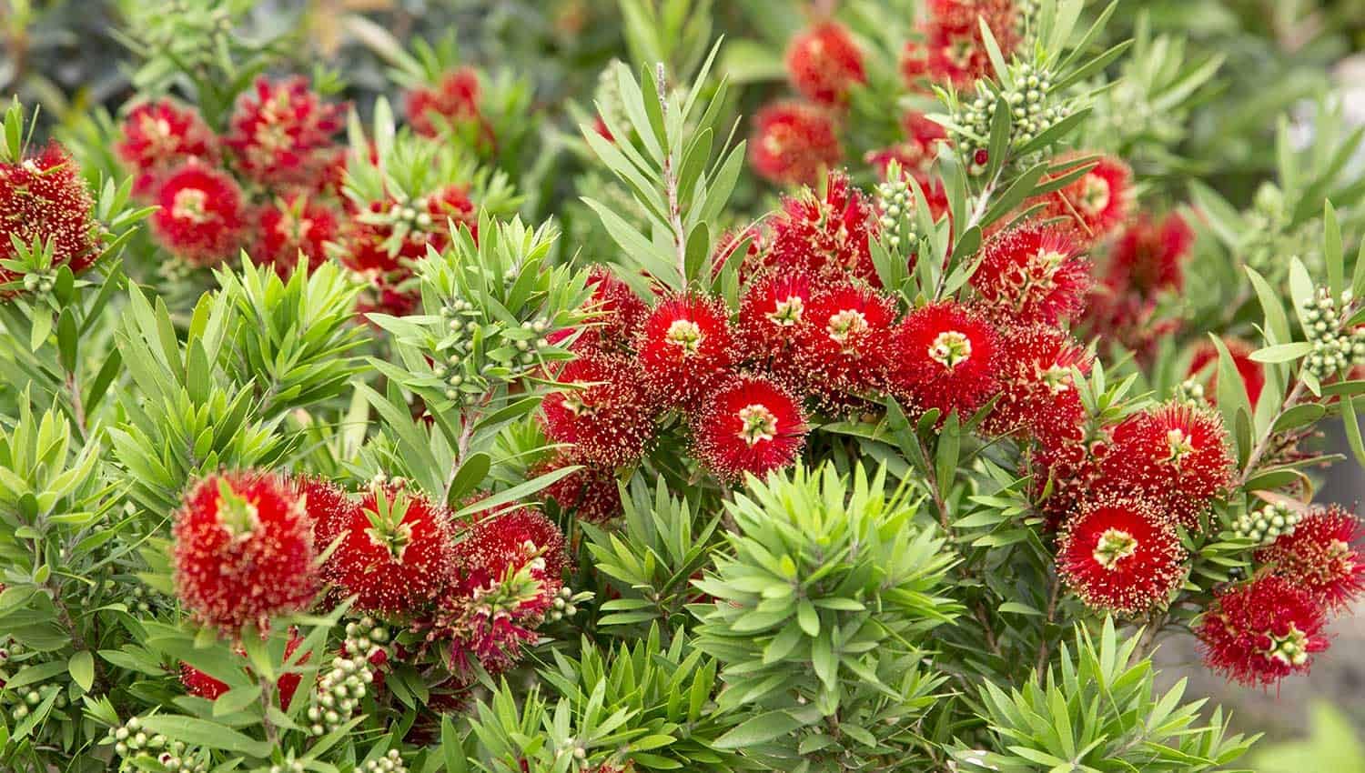 Bottle Brush Flower Plant | Callistemon citrinus (Crimson Bottlebrush) Live Flowering Plant for Home Garden - Image 2