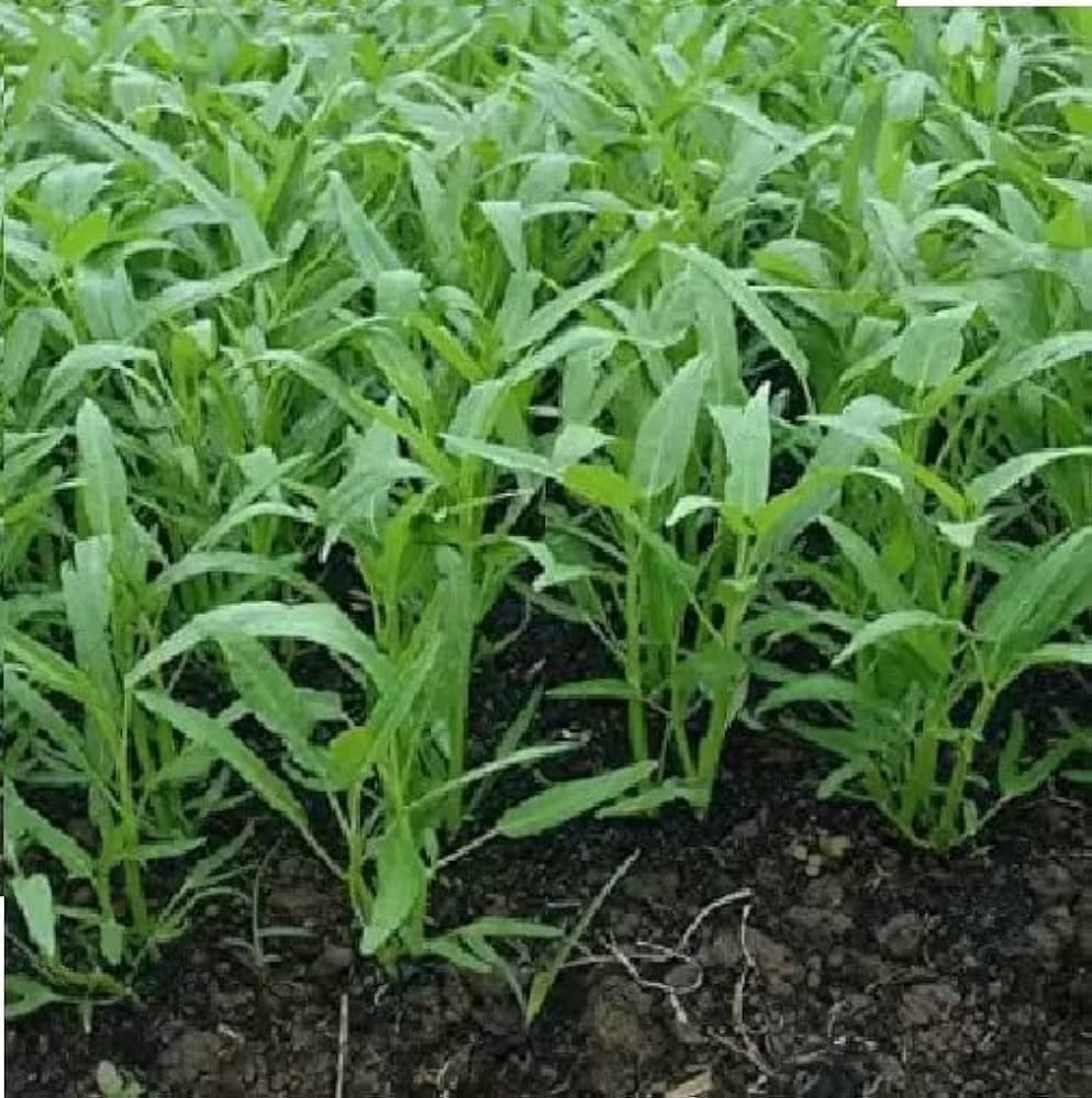 Water Spinach (Kalmi Saag) plant for planting (5Pis)