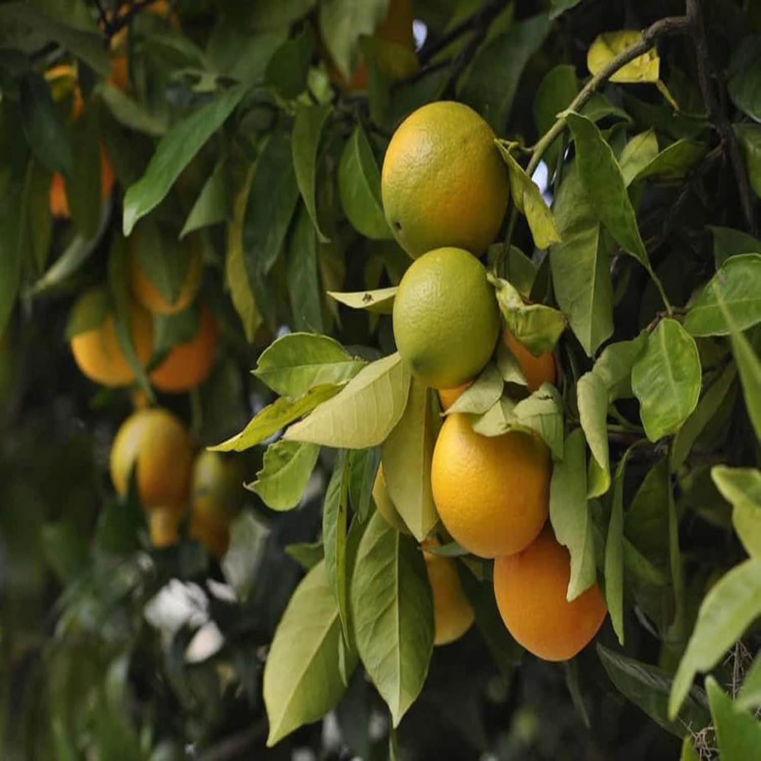 China Orange Santra Grafted Fruit Plant | Sweet Mandarin Orange Live Grafted Plant for Home Garden - Image 2
