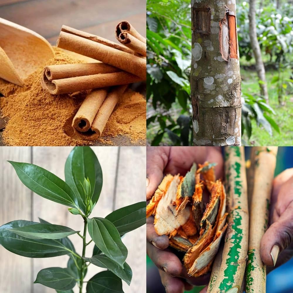 Dalchini (Cinnamon) Plant | Cinnamomum verum Live Spice Plant for Home Garden & Kitchen Garden - Image 3