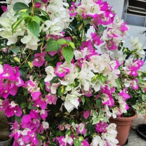 Bougainvillea Variegated White Pink Flowering live plant with pot