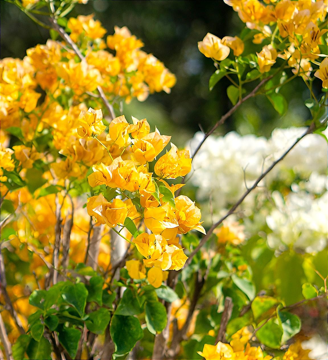 Yellow Bougainvillea Flower Plant with Pot – A Bright & Elegant Garden Favourite - Image 2