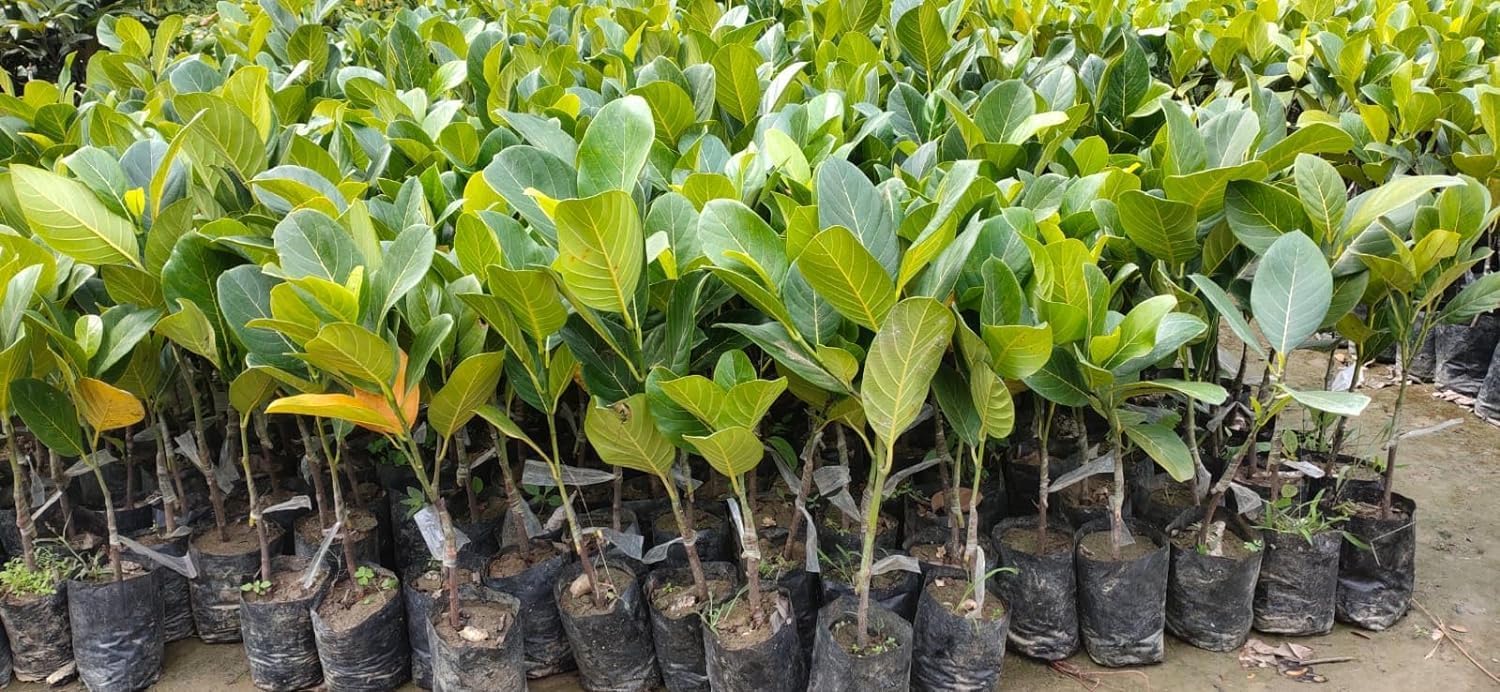 All Time Red Jackfruit Grafted Live Plant | Hybrid Red Jackfruit Tree | Artocarpus heterophyllus Premium Fruit Plant for Home Garden - Image 4