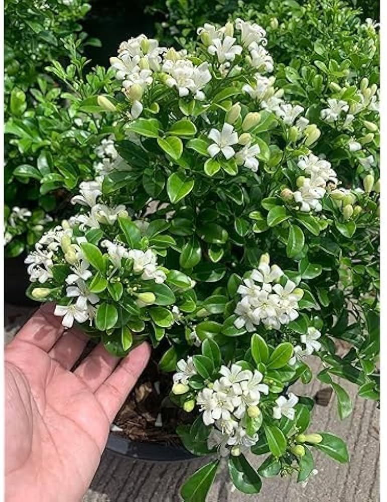 Hybrid Kamini Flower Plant | Murraya paniculata Live Fragrant Flowering Plant for Home Garden - Image 2