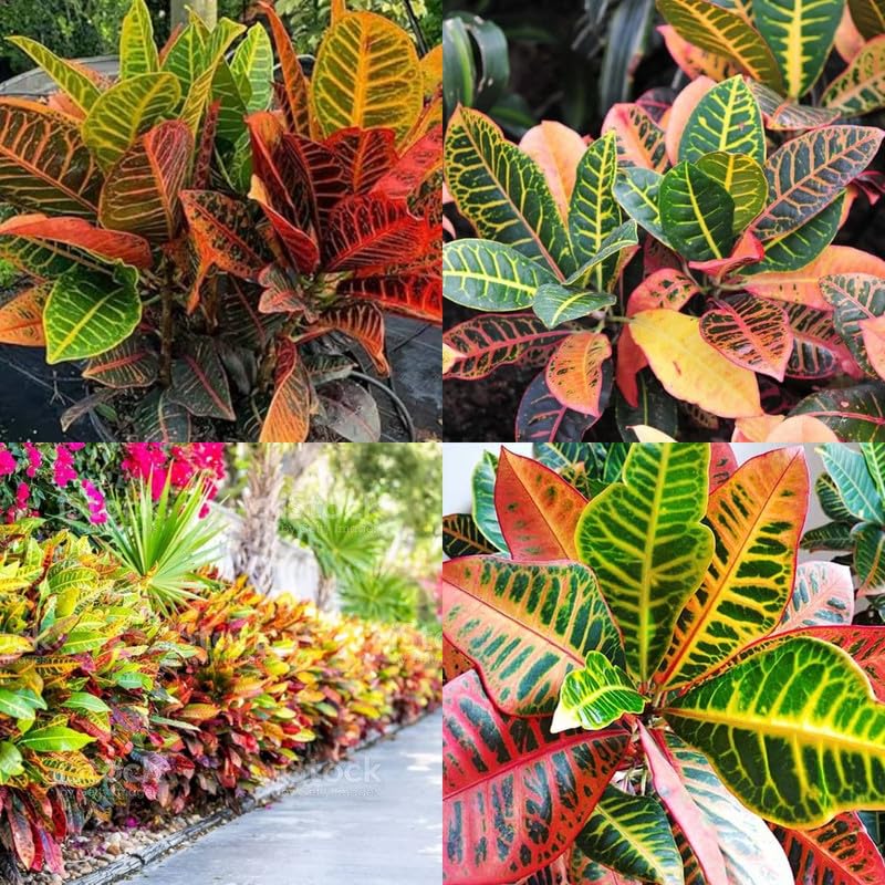 Codiaeum Variegatum Croton Plant | Live Colorful Indoor Croton Plant for Home & Office - Image 3