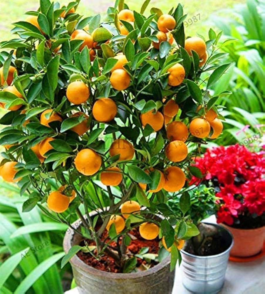 Orange Malta Hybrid Plant | Citrus × sinensis Premium Sweet Malta Orange Live Fruit Plant for Home Garden - Image 3