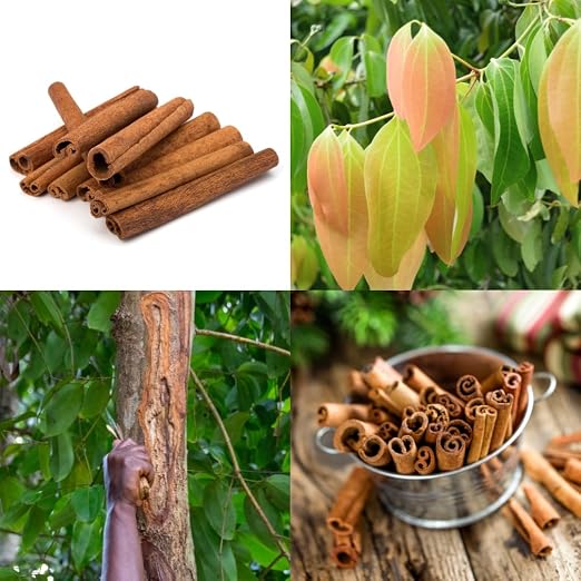 Cinnamon (Karuvapatta) Spice Plant – Premium Aromatic Spice Tree - Image 4