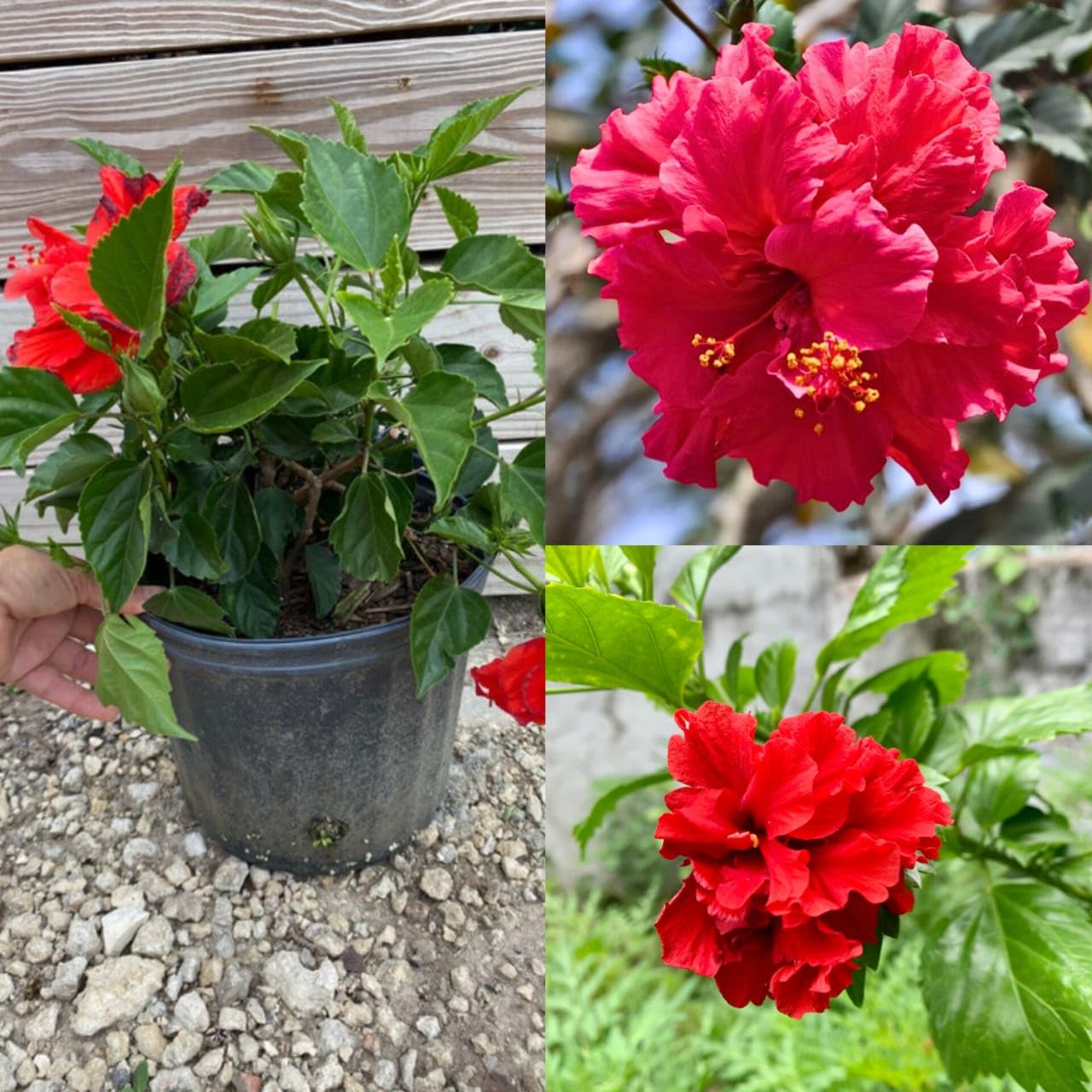Hybrid Dragon Hibiscus Flower Plant (Red) | Hibiscus rosa-sinensis Premium Exotic Live Flowering Plant