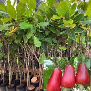 Kaju (Cashew Nut) Fruit Plant | Anacardium occidentale Premium Live Cashew Tree for Home Garden
