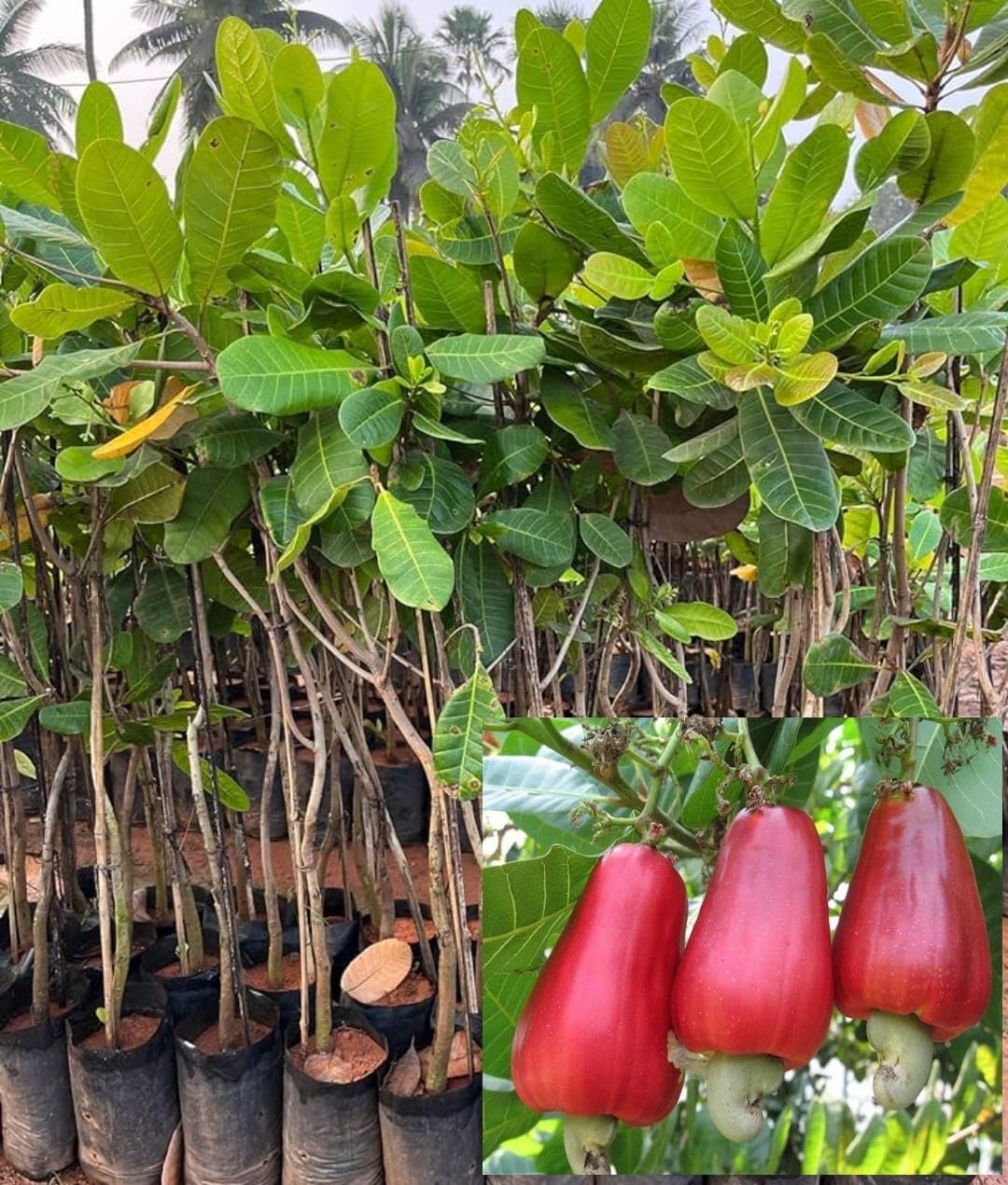 Kaju (Cashew Nut) Fruit Plant | Anacardium occidentale Premium Live Cashew Tree for Home Garden