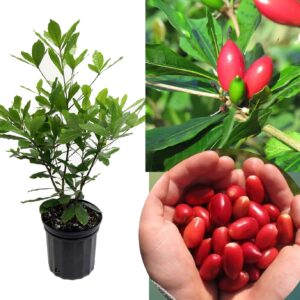 Miracle Fruit Layering Plant | Synsepalum dulcificum Premium Live Exotic Fruit Plant for Home Garden