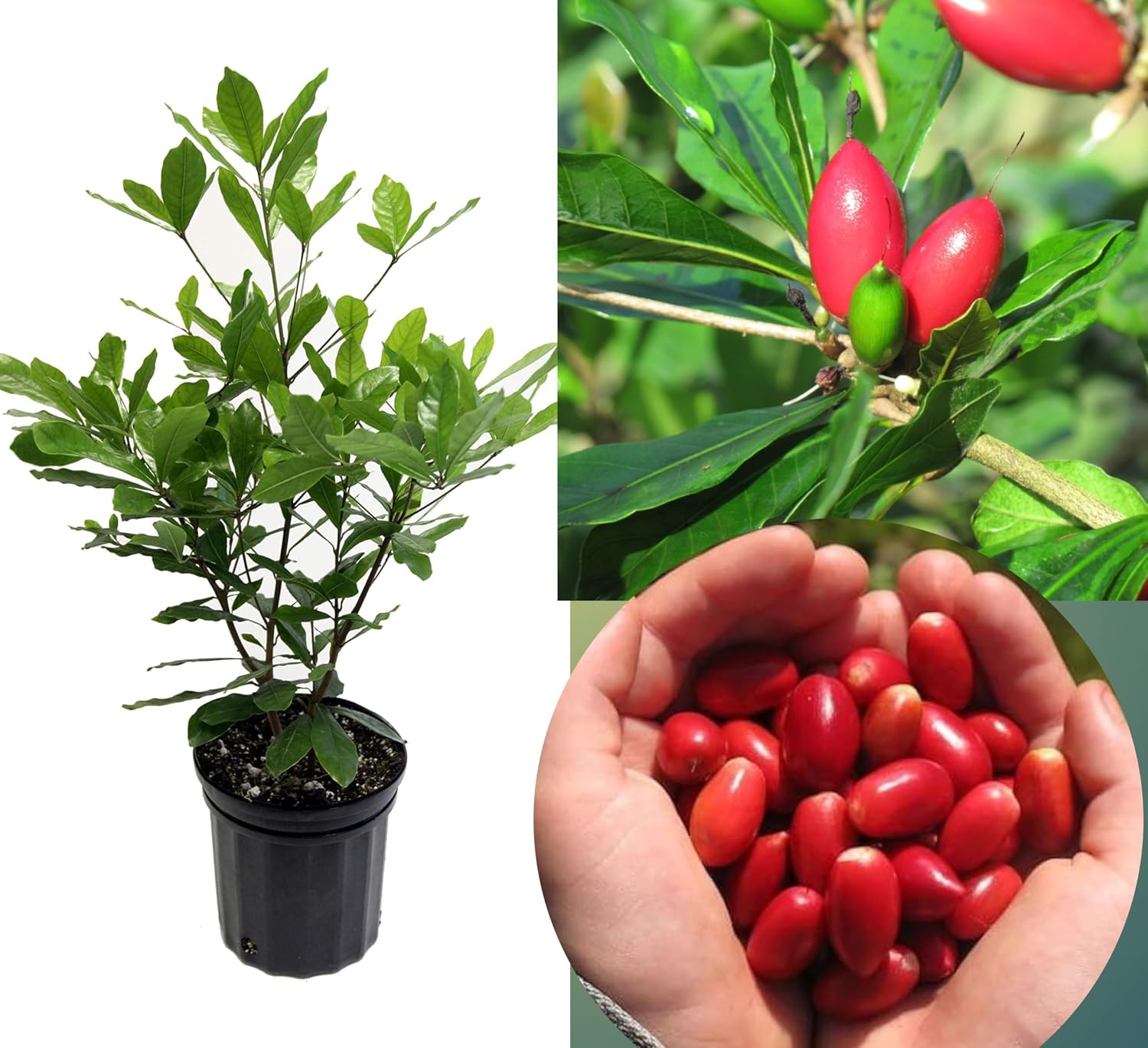 Miracle Fruit Layering Plant | Synsepalum dulcificum Premium Live Exotic Fruit Plant for Home Garden