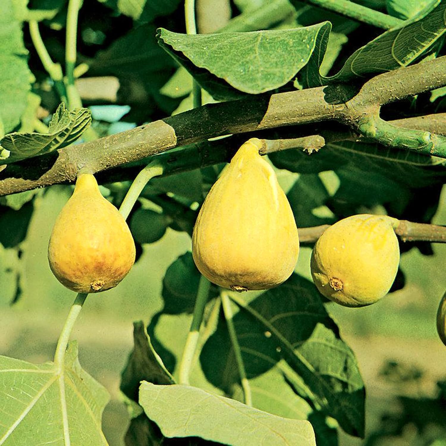 Yellow Fig (Anjeer) Grafted Fruit Plant | Ficus carica Premium Live Sweet Fig Tree for Home Garden - Image 5