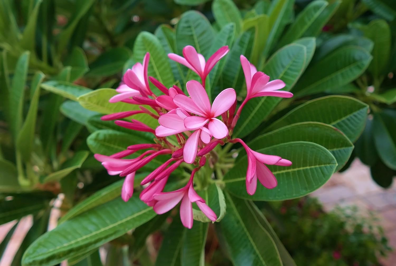 Pink Plumeria Flower Plant | Plumeria rubra Pink Frangipani Live Fragrant Champa Plant for Home Garden - Image 5