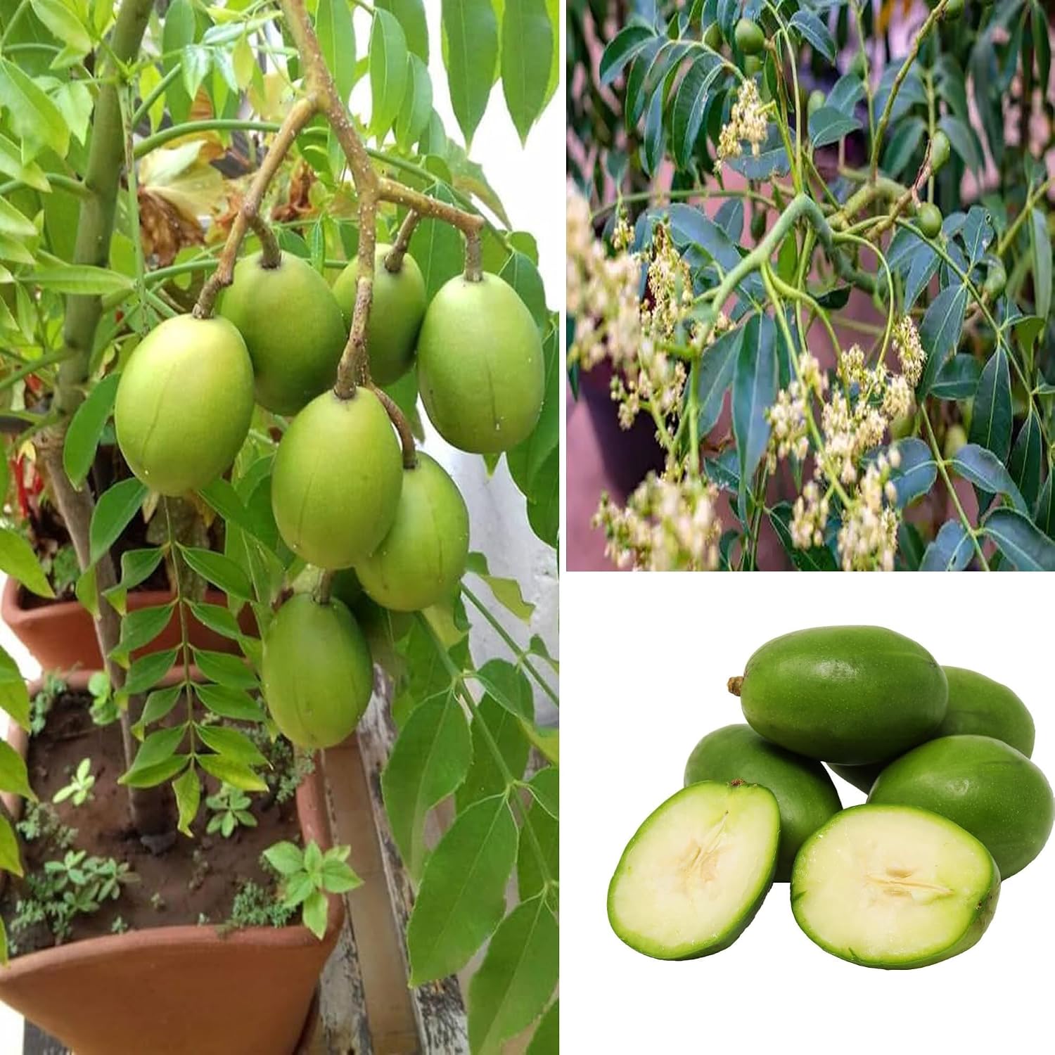 Hog Plum (Bilati Amra) All Time Grafted Fruit Plant | Spondias mombin Premium Live Fruit Tree for Home Garden - Image 4