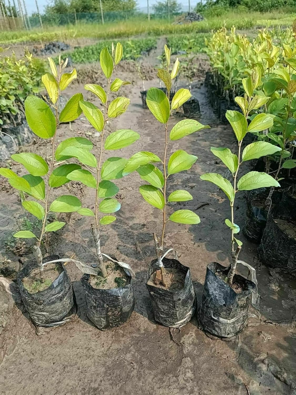 Red Sundari Apple Ber Hybrid Fruit Plant | Ziziphus mauritiana Grafted Live Fruit Plant for Home Garden - Image 2