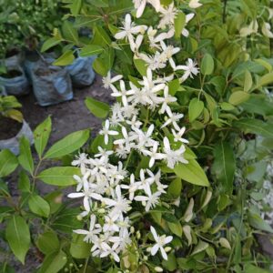 Buddha Jasmine (Juhi) Live Flower Plant | Clematis smilacifolia (Erect Clematis) Aromatic Flowering Vine for Home Garden
