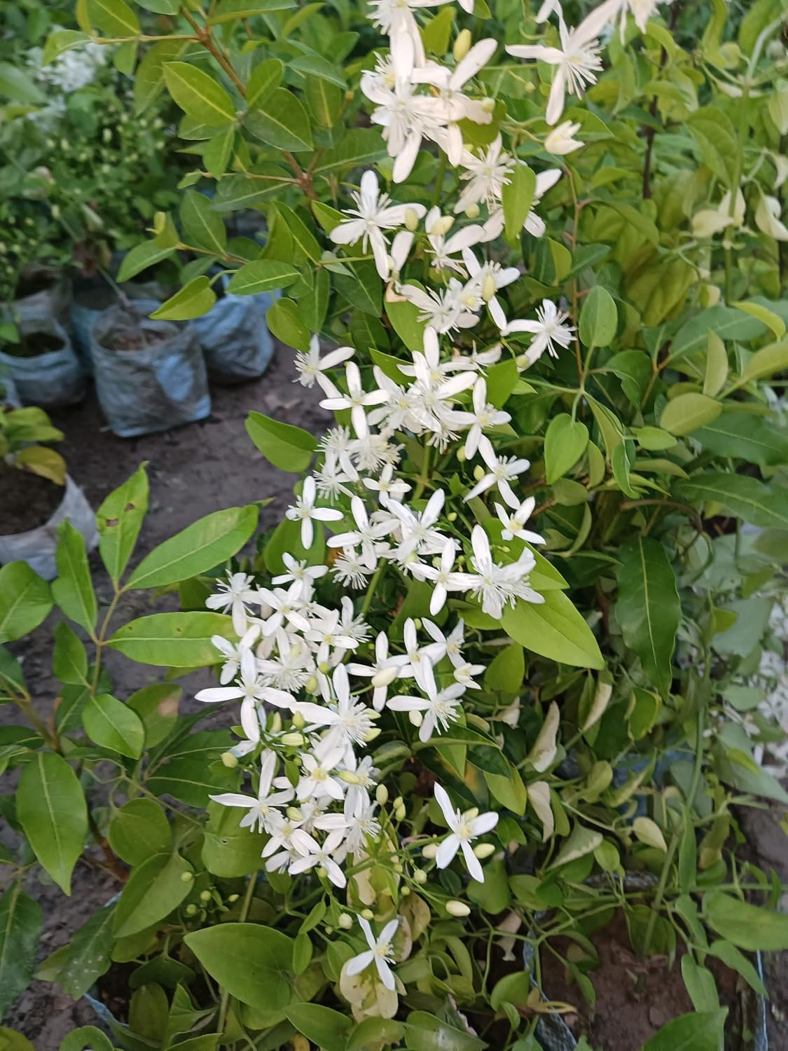 Buddha Jasmine (Juhi) Live Flower Plant | Clematis smilacifolia (Erect Clematis) Aromatic Flowering Vine for Home Garden