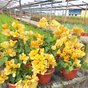 Yellow Bougainvillea Flower Plant with Pot – A Bright & Elegant Garden Favourite