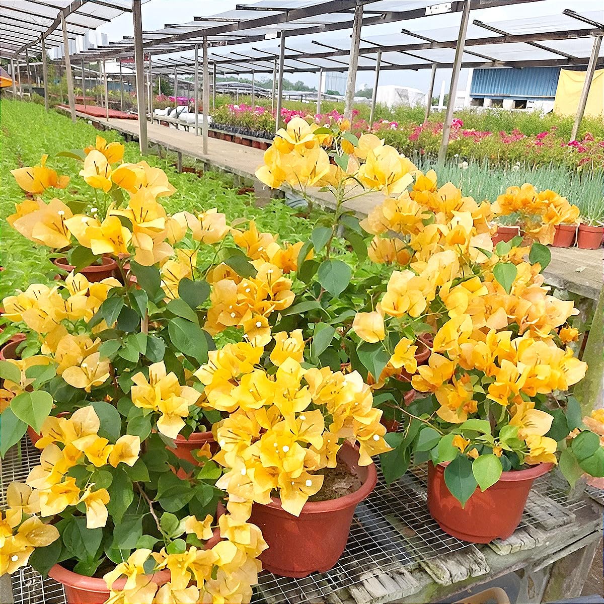 Yellow Bougainvillea Flower Plant with Pot – A Bright & Elegant Garden Favourite