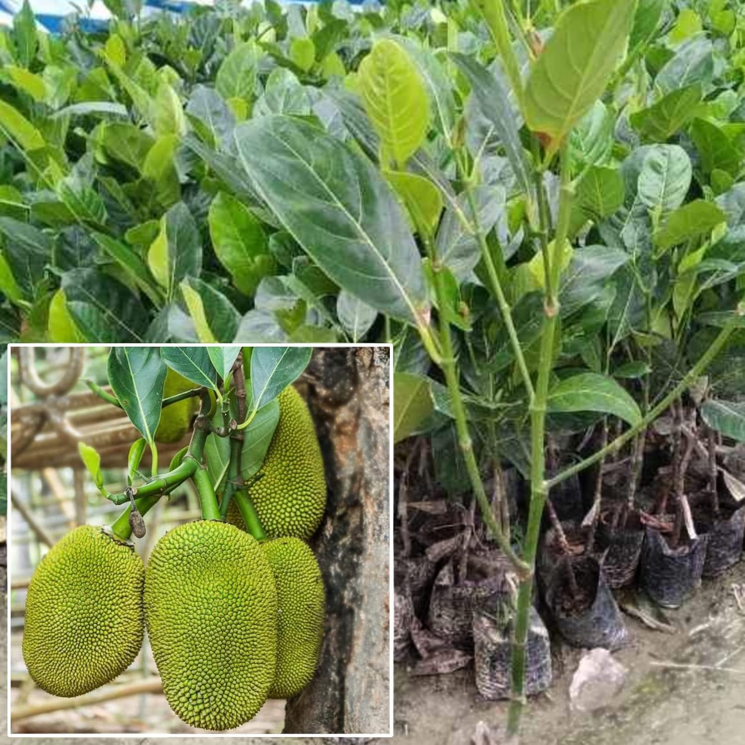 Special Vietnam Super Early Jackfruit Grafted Plant | Artocarpus heterophyllus Premium Hybrid Live Fruit Tree for Home Garden - Image 6
