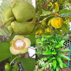 Elephant Apple Chalta Dillenia Indica Fruit plant
