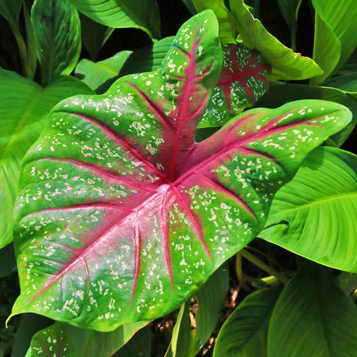 Caladium Bud Bicolour Plant Bulbs with Pot | Caladium bicolor Premium Live Ornamental Foliage Plant - Image 3