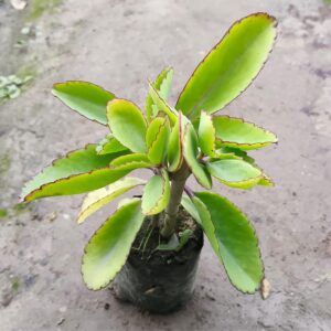 Pattarchatta (Miracle Leaf) – A Hardy & Easy-to-Grow Succulent Plant for Home garden