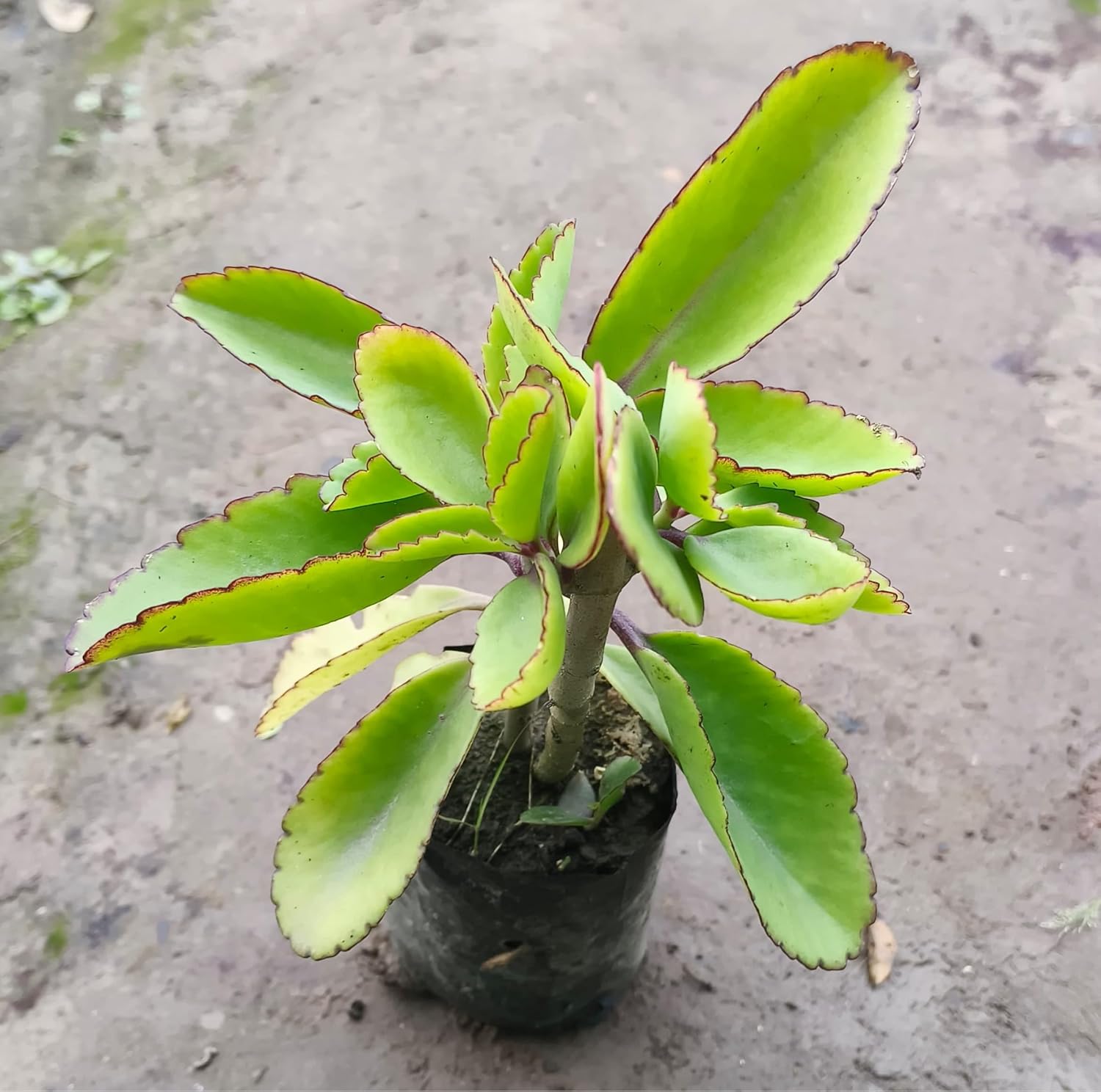 Pattarchatta (Miracle Leaf) – A Hardy & Easy-to-Grow Succulent Plant for Home garden