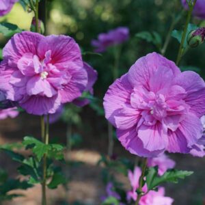 Pune Variety Soft Violet Hibiscus – A Rare & Elegant Flowering Plant