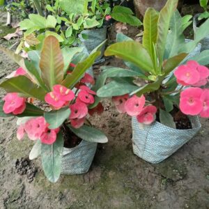 Pink Euphorbia Milii Plant – All Time Flowering Crown of Thorns | Live Pink Flower Plant