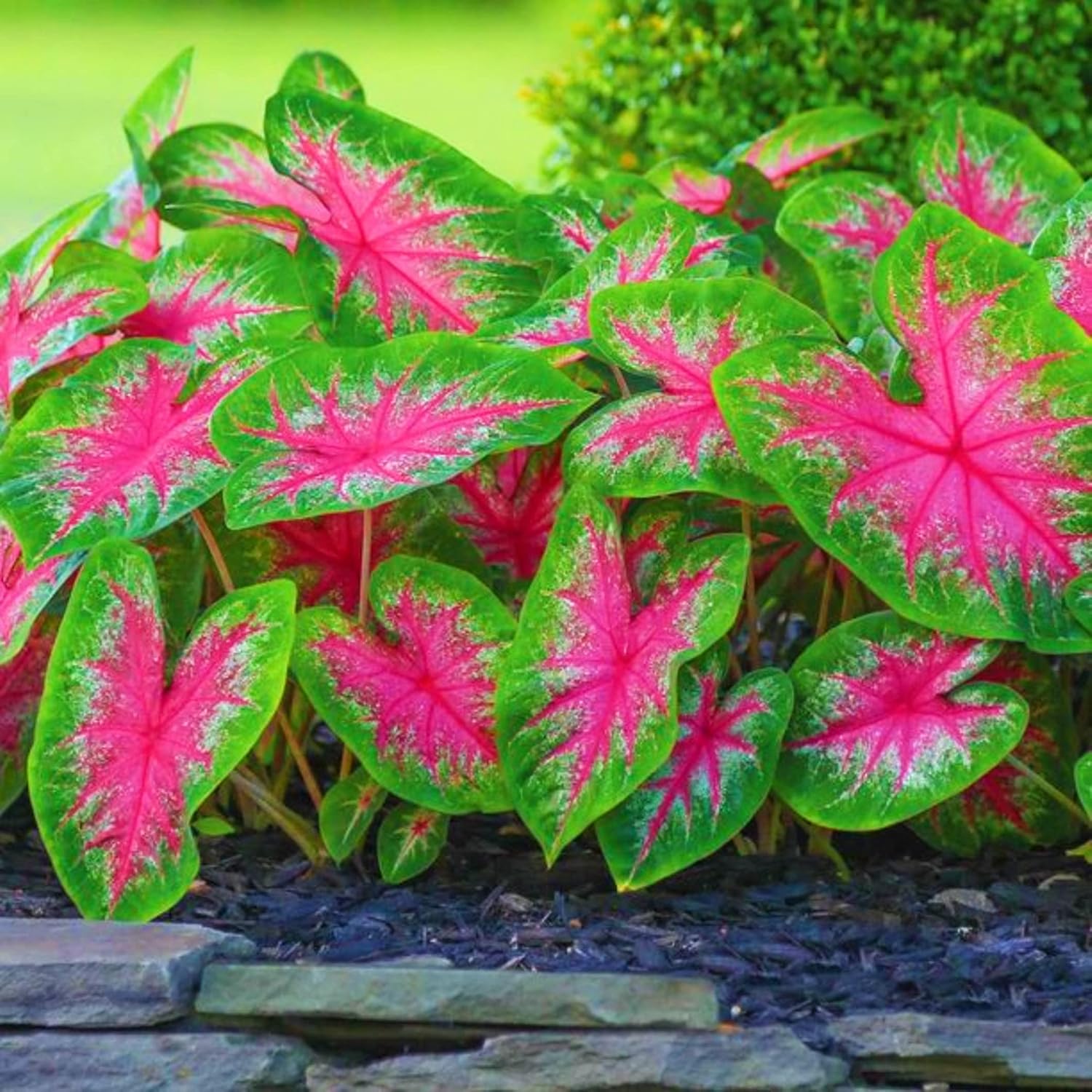 Caladium Bud Bicolour Plant Bulbs with Pot | Caladium bicolor Premium Live Ornamental Foliage Plant - Image 2