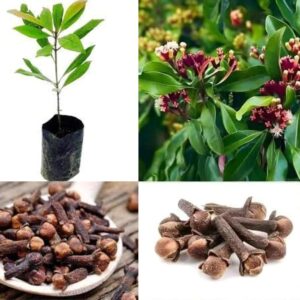 Live Lavanga (Clove) Plant – Premium Evergreen Spice Tree for Home Garden
