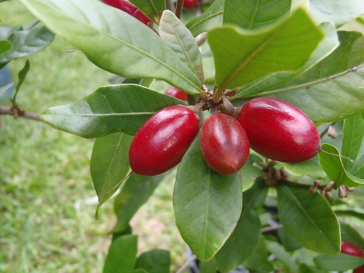 Miracle Fruit Layering Plant | Synsepalum dulcificum Premium Live Exotic Fruit Plant for Home Garden - Image 5